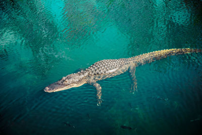 Wild crocodile in everglades lake rest at blue water surface with fishes around