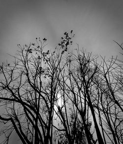 Low angle view of silhouette birds on tree against sky