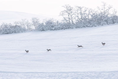 View of birds on snow covered field