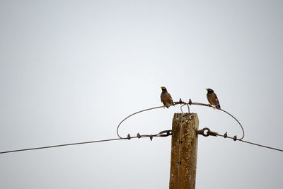 Birds perching on wooden post against clear sky