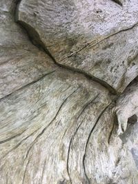 Full frame shot of tree trunk