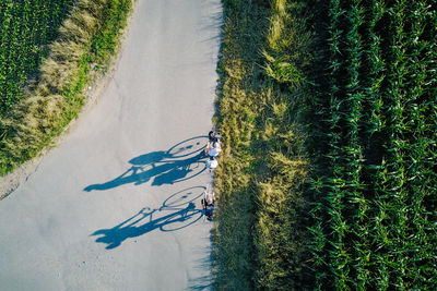 High angle view of plants on road