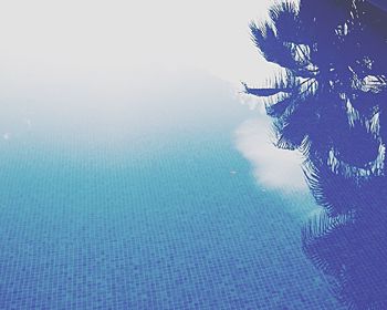 Reflection of trees in water