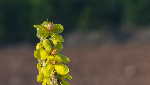 Close-up of yellow flower buds