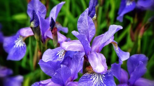 Close-up of purple flowers blooming