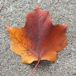 Close-up of maple leaves