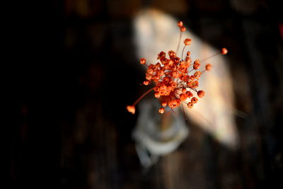 Close-up of orange flowering plant during autumn