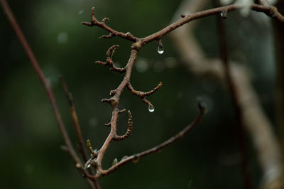 Close-up of wet plant