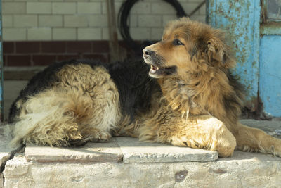 Stray dog on street. pet in town. animal with long hair.