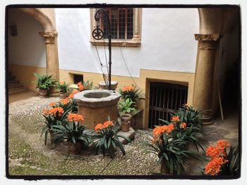 Potted plants in backyard