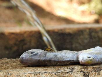 Close-up of lizard on rock