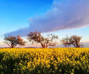 Crop in field