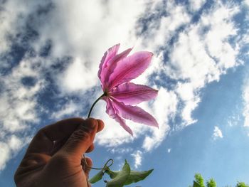 Cropped person holding pink flower against cloudy sky
