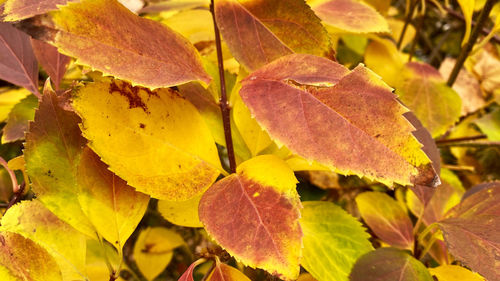 Close-up of yellow leaves during autumn