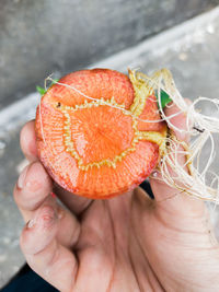 Close-up of hand holding fruit