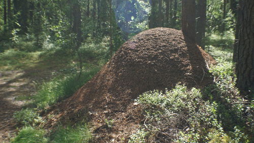 Trees growing in forest