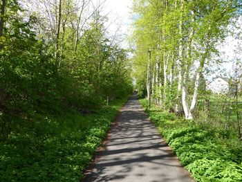 Dirt road amidst trees against sky