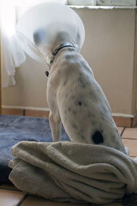 Close-up of dog relaxing on bed at home