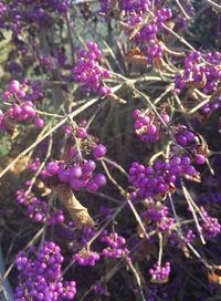 Close-up of pink flowers