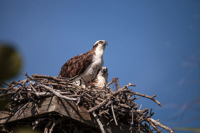 Low angle view of bird perching on tree