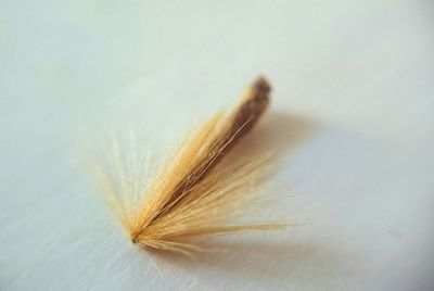 Close-up of over white background