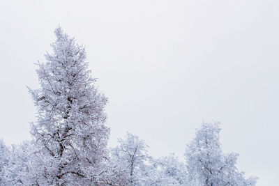 Low angle view of cherry tree during winter