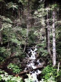 Trees in forest