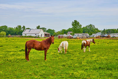 Horse grazing on field