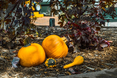 Close-up of pumpkins on field