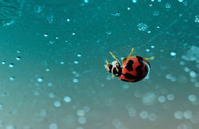 High angle view of insect on leaf