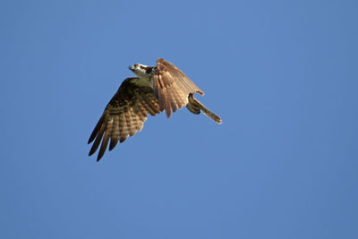 Low angle view of osprey flying against clear blue sky