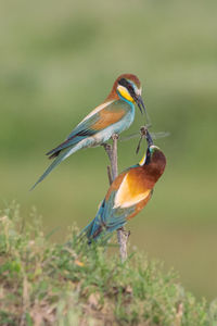 Close-up of bird perching on a plant