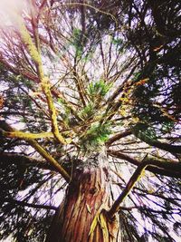 Low angle view of tree against sky