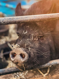 Close-up of pig