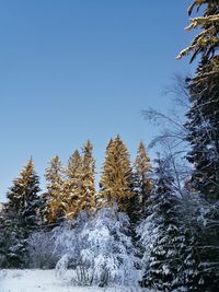 Low angle view of snow covered trees against clear sky