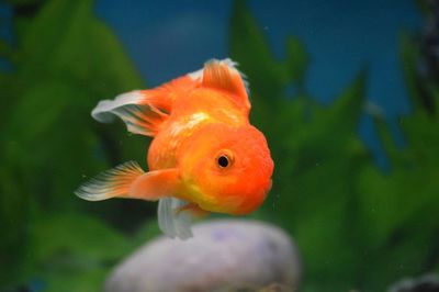 Close-up of fish swimming in aquarium