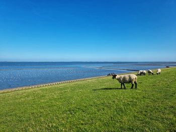 Horses in the sea