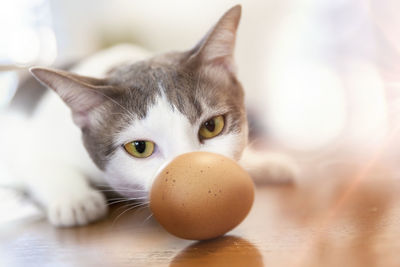 Portrait of cat and eggs