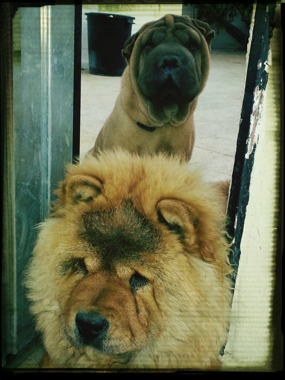 animal themes, one animal, pets, mammal, domestic animals, dog, transfer print, auto post production filter, indoors, close-up, animal head, looking at camera, portrait, window, sitting, animal body part, day, no people, zoology