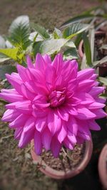 Close-up of flower blooming outdoors