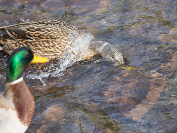 High angle view of duck in water