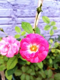 Close-up of pink flowering plant