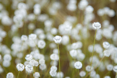 Close-up of white flowering plants on field