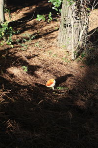 High angle view of bird on field