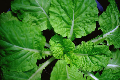 Full frame shot of green leaves