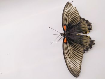 High angle view of butterfly over white background