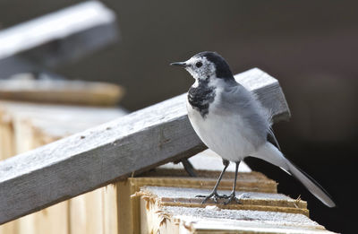 Close-up of bird perching outdoors