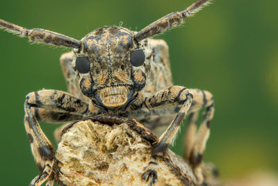 Beautiful batocera rubus natural photography	