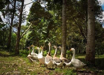 Ducks in a forest