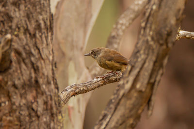 Close-up of bird perching on branch